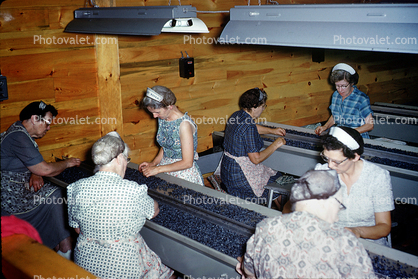 Women Sorting Blueberries, September 1960