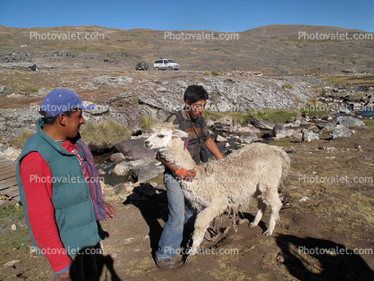 Killing a Lama, slaughter