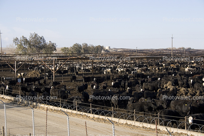 Cows Waiting for Slaughter, Slaughterhouse, Beef Cows