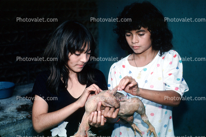 Girls, women, Chicken Plucking, Chicken Slaughterhouse, San Salvador, El Salvador