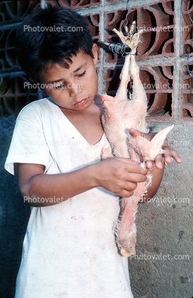 Boy Plucking a Chicken, Chicken Slaughterhouse, San Salvador, El Salvador