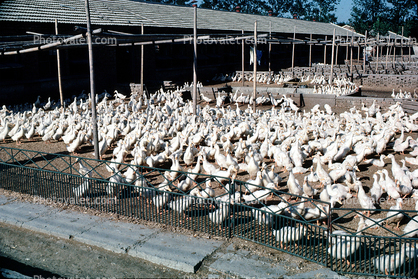 Geese ready for slaughter, Beijing, China, Chinese, Asian, Asia