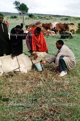 Collecting blood from a slit throat, cow, cattle