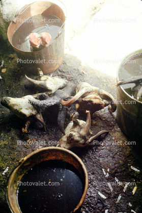 Goat HEads, meat processing in Iran, Essaouira, Morocco
