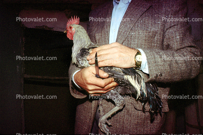 Chicken Slaughterhouse, Rooster Slaughter, meat, killing, bird