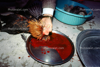 Chicken Slaughterhouse, Rooster Slaughter, Blood, bleeding neck, meat, killing, bird