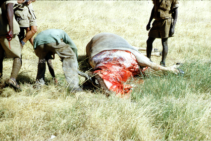 safari, hunters, 1950s