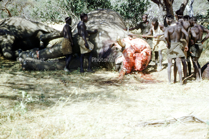 Elephant Slaughter, Blood, beheaded, meat, killing, safari, hunters, 1950s