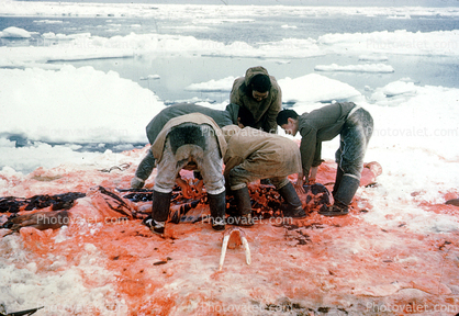 Walrus slaughter, tusk, blood on the snow, Eskimos, Alaska