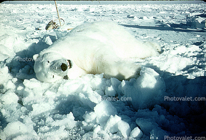 Dead Polar Bear, slaughtered, Ice, Snow, Alaska