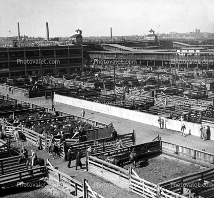 Beef Cattle, holding pens, slaughter house, Slaughterhouse, 1990s, 1950s