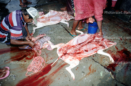 Pig, Gut, blood, slaughterhouse, Andapa, Madagascar