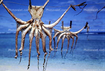 Octopus, Othoni Island, Greece