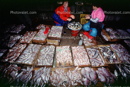 Fish Drying, Pusan, South Korea