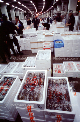 bringing in Tuna for auction at the Tsukiji Fish Market, Tokyo