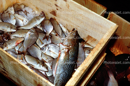Trout in a Crate, Willemstad, Curacao