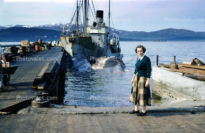 Whale Catch, slaughter, kill, killing, dock, pier, ship, woman, 1950s