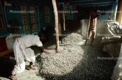 Threshing Grain, Gujarat, India