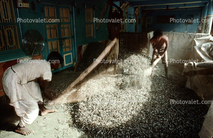Threshing Grain, Gujarat, India