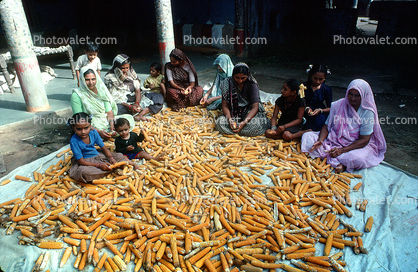 Corn, Gujarat, India