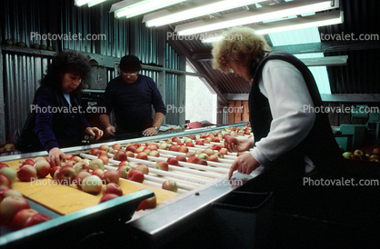 Processing Apples, Richmond, New Zealand