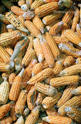 Corn, Nepal