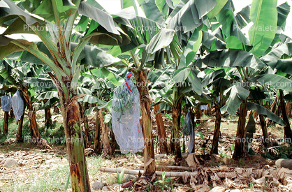 Del Monte Banana Processing, Costa Rica