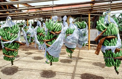 Del Monte Banana Processing, Costa Rica