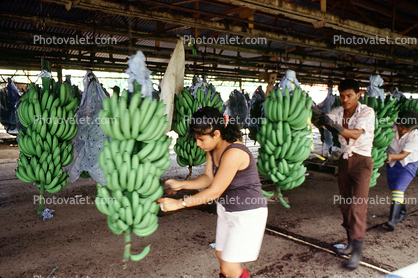 Del Monte Banana Processing, Costa Rica