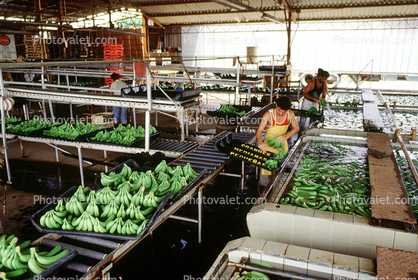 Del Monte Banana Processing, Costa Rica