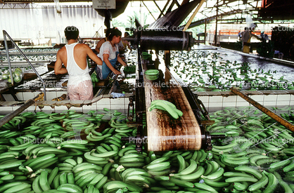 Del Monte Banana Processing, Costa Rica