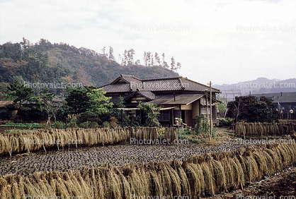 Rice Drying, Sasebo, Japan