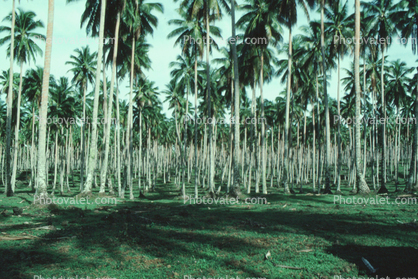 Palm Trees, Coconuts, Samoa