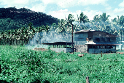 Palm Trees, grass, building, smoke, Samoa