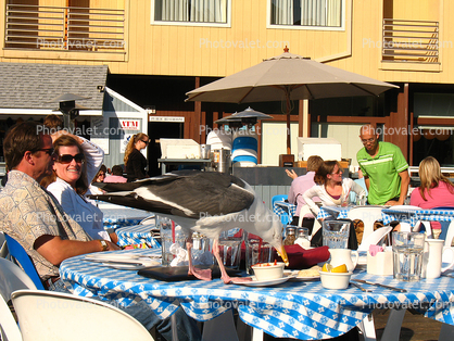 Restaurant Scene, Downtown Tiburon, table