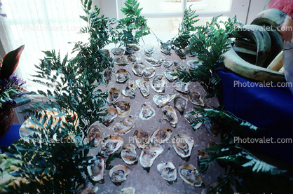 Raw Oysters, Seafood