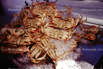 Cooked Dungeness Crabs on Ice, steamed, seafood, shellfish, Fishermans Wharf