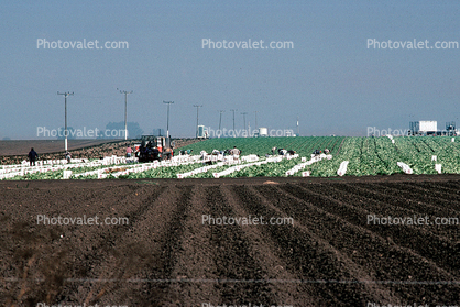 Migrant Farm Workers, dirt, soil