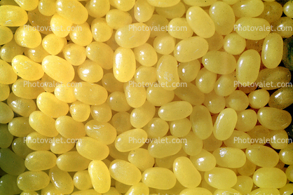 Yellow JellyBeans