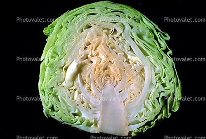 Ccabbage Half