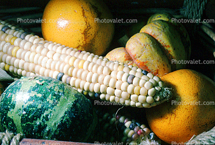 Corn, texture, background