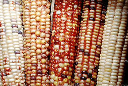 Dried Color Corn, texture, background