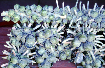 Brussels Sprouts, texture, background