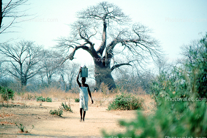 Woman Carrying a Bucket of Water, Baobab Tree, Path, Dirt, soil, Adansonia