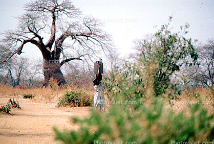 Woman Carrying a Bucket of Water, Baobab Tree, Path, Dirt, soil, Adansonia
