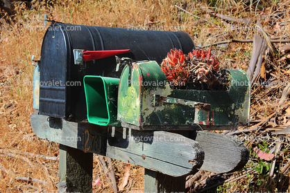 Letter Box, cactus, Occidental