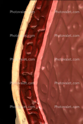 blood vessel wall