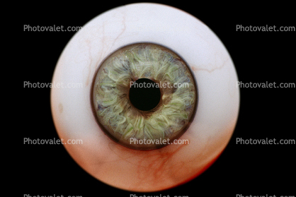 Eyeball, iris, pupil, glass eye, Round, Circular, Circle, Sclera