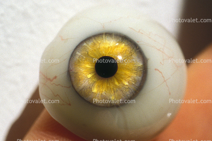 Eyeball, iris, pupil, glass eye, Round, Circular, Circle, Sclera