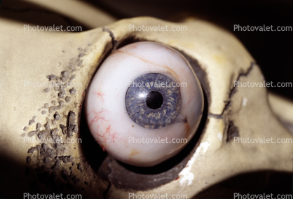 Eyeball, iris, pupil, glass eye, veins, Socket, Round, Circular, Circle, Sclera
